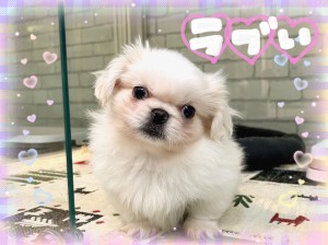 A1BAB953-4D6C-4333-9492-CF9162AE2F96